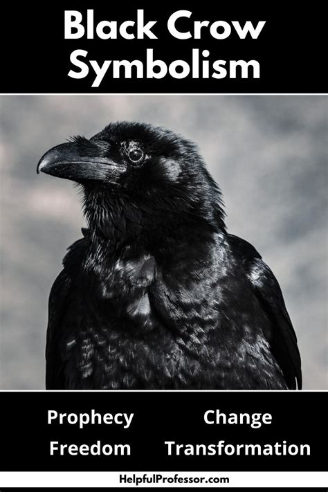 Single Black Crow Meaning and Symbolism (Prophecy & Change)