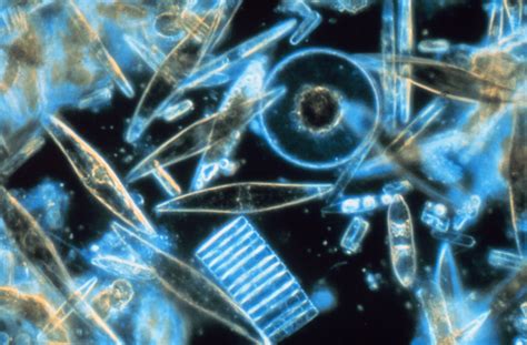 File:Diatoms through the microscope.jpg - Wikipedia