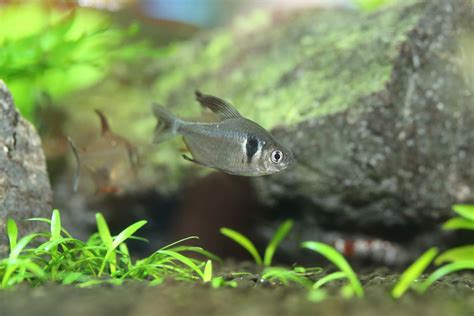 Black Phantom Tetra Care Guide: Tank Mates, Feeding, and Breeding