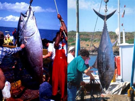 Thunnus thynnus – Discover Fishes