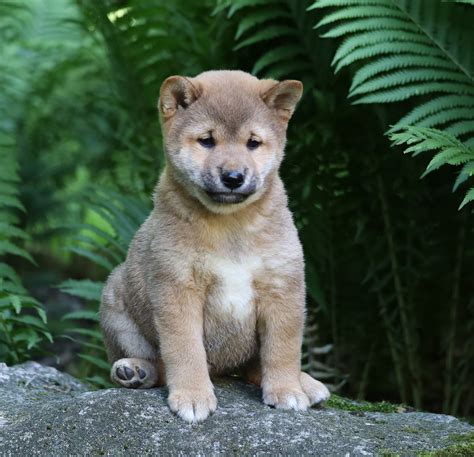 AKC Registered Shiba Inu For Sale Millersburg, OH Male- Jack – AC ...