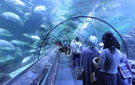 Review, Lokasi ,Dan Harga Tiket Seaworld Ancol Jakarta - Pariwisataku