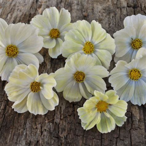 Yellow Cosmos (Cosmo bipinnatus) – Pinetree Garden Seeds