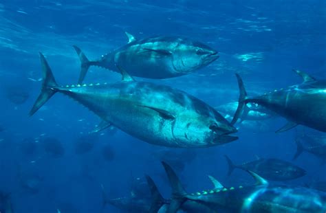 Pacific Bluefin Tuna photo and wallpaper. Cute Pacific Bluefin Tuna ...