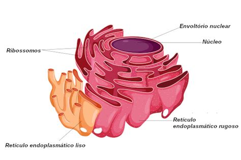 Retículo endoplasmático: conceito e funções - Brasil Escola