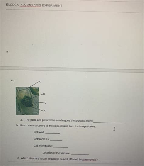 Solved ELODEA PLASMOLYSIS EXPERIMENT 2 6. a. The plant cell | Chegg.com