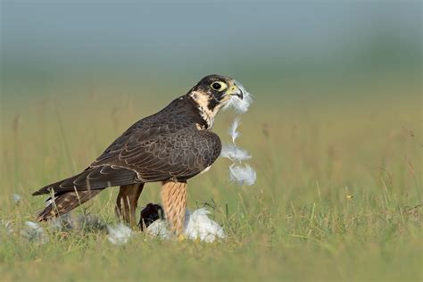 Shaheen Falcon | Shaheen Falcon (Falco peregrinus peregrinat… | Aravind V | Flickr