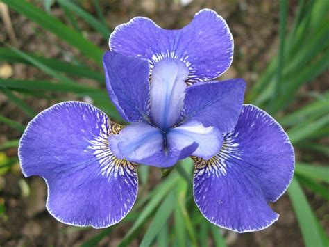 Iris setosa 'Baby Blue' (Có hình ảnh)