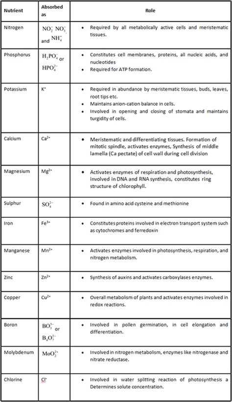 Mineral Nutrition In Plants Class 11 Notes - Nutrition Pics