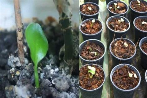 The Techniques Necessary For Successful Aglaonema Propagation Plant