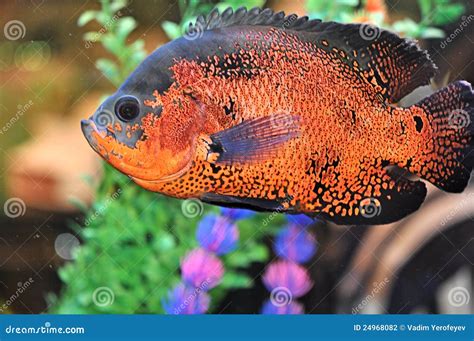 Beautiful aquarium fish stock photo. Image of exotic - 24968082