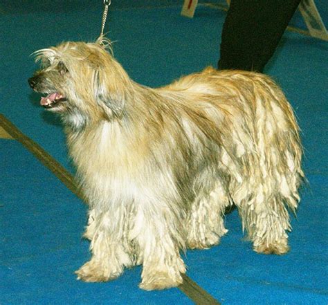 Pyrenean Shepherd – Dog Breed Information and Pictures | Livelife