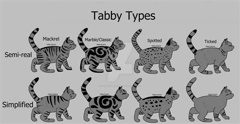 Tabby Types by Radiant-Laurels on DeviantArt