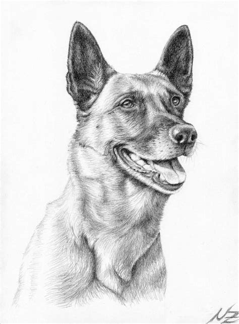 Malinois Drawing | Dog sketch, Dog drawing, Dog art