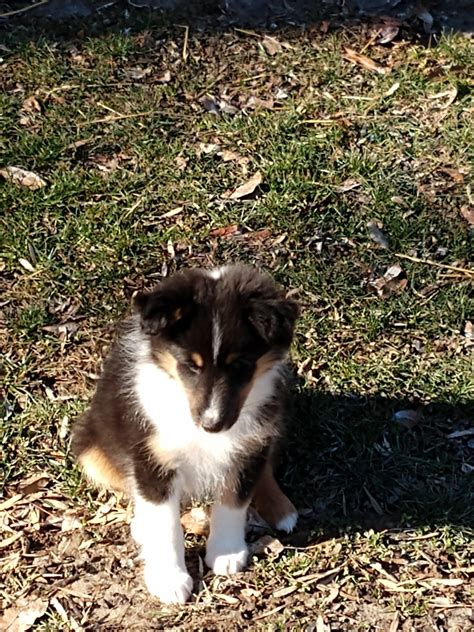 Shetland Sheepdog Puppies For Sale | Quincy, IL #319987