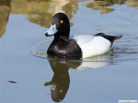 Identify Greater Scaup - Wildfowl Photography.