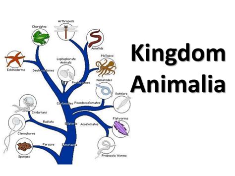 Kingdom Animalia