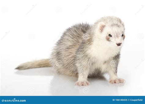 Cute Silver Ferret on White Background in Studio Stock Image - Image of healthy, badgers: 106140425