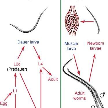 Life cycle of Caenorhabditis elegans (left) and Trichinella spiralis... | Download Scientific ...