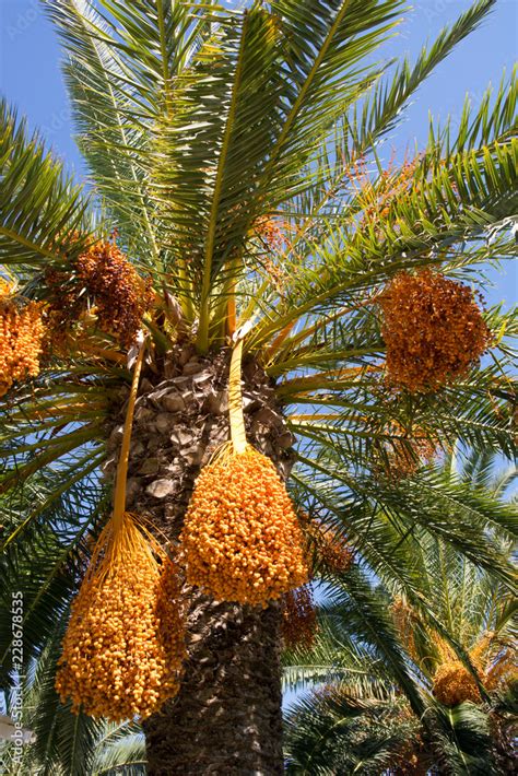 greek fruits of phoenix dactylifera palm tree, date palm, with blue sky ...