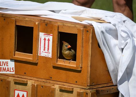 Northern cardinal recovered | FWS.gov