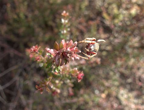 How To Identify an Australian Native Plant - We Are Explorers