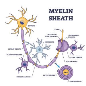 Myelin Sheath