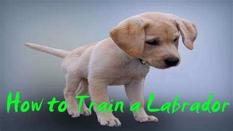 How to Train a Labrador - How to Train a Labrador Puppy At Home - YouTube