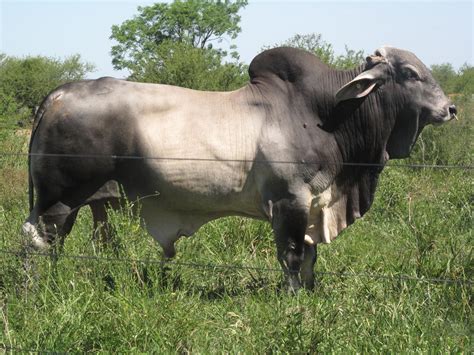 Brahman Cattle - Brahman Homestead On The Range - The brahman breed's ...