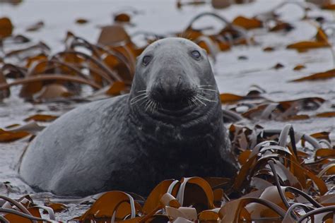 North Atlantic Grey Seal | A North Atlantic Grey Seal during… | Flickr