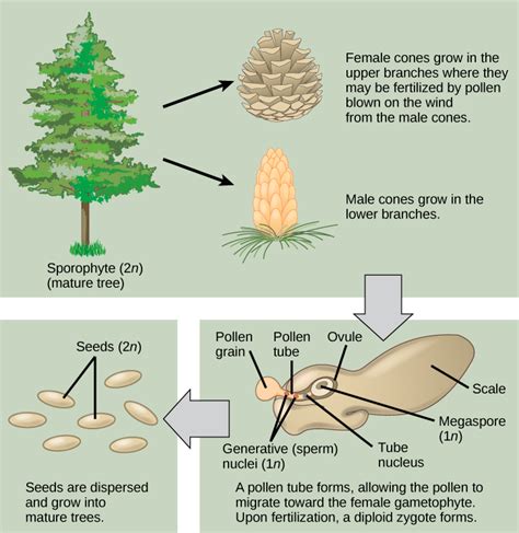 Gymnosperms | Biology for Non-Majors II