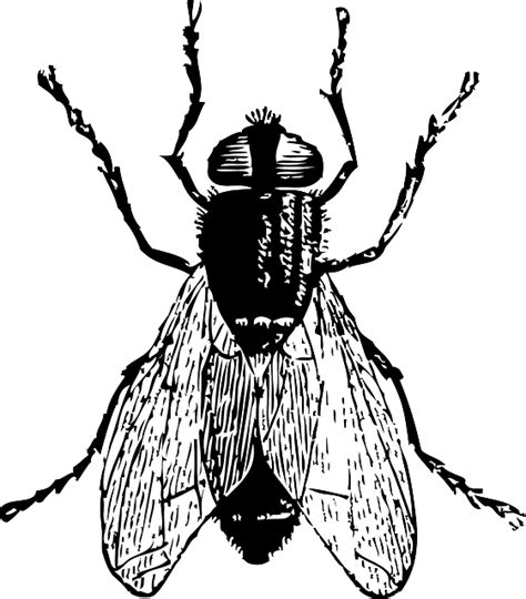 Black Insect Pest - Free vector graphic on Pixabay