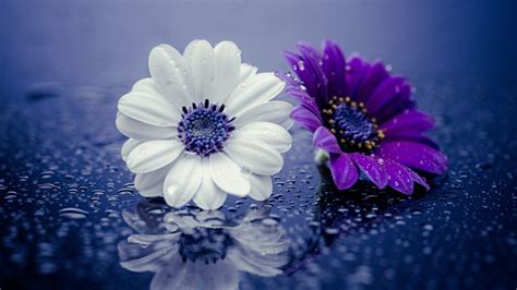 Purple White And Purple Flowers During Snowdrops HD Purple Wallpapers | HD Wallpapers | ID #37027