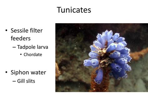 WARM UP List three adaptations that have developed over time in the chordate phylum that have ...