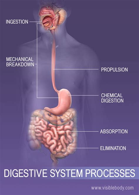 10 Facts About the Digestive System