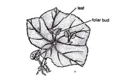 Which of the following plants show vegetative propagation through leaf?