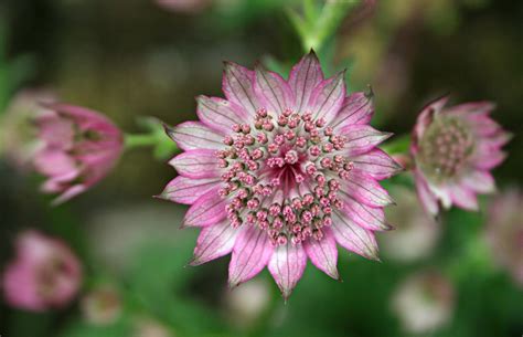 Astrantia major 'Roma' - Riverside Garden Centre