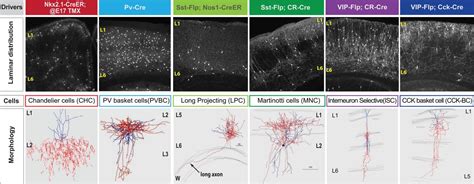 Neuron types in brain are defined by gene act | EurekAlert!