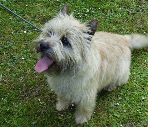 Cairn Terrier Puppies For Sale | San Francisco, CA #241279