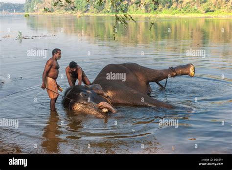 KERALA, INDIA - January, 12: Elephant bathing at Kodanad training center on January, 12, 2013 in ...