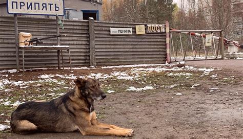 Chernobyl's Dogs Were Abandoned to Die, But What They Taught Us About Radiation Is Fascinating!