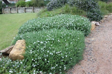 Westringia fruticosa 'Mundi' | Native Sons Wholesale Nursery