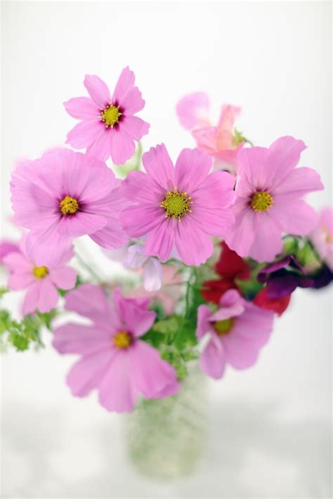 cosmos_flower_bouquet_0909207832.JPG, Torbjorn Skogedal, Representing leading artists who ...