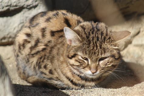 Black-Footed Cat - ZooChat