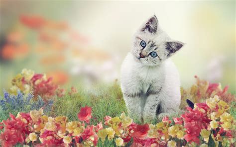 Sad Cat Wallpapers - Top Free Sad Cat Backgrounds - WallpaperAccess