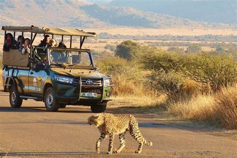 Pilanesberg Safari - Full Day Open Drive on TourMega - TourMega