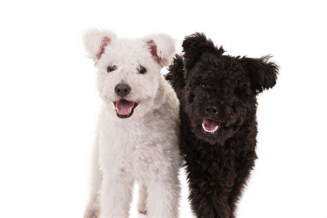 pumi - Google Search Pumi Dog, Akc Breeds, Herding Dogs, Fluffy Dogs, Dog Pin, American Kennel ...