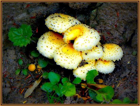 Fungi #3 ~ Cazenovia NY | The Kingdom Fungi includes some of… | Flickr