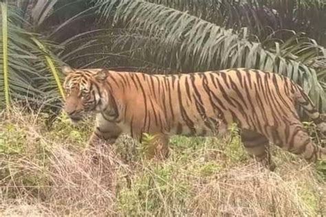 Harimau Dilaporkan Muncul di Permukiman Warga Solok Selatan, Ini Kata BKSDA - Sumbarkita.id