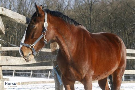 370+ Perfect Bay Horse Names for Stallions, Geldings & Mares